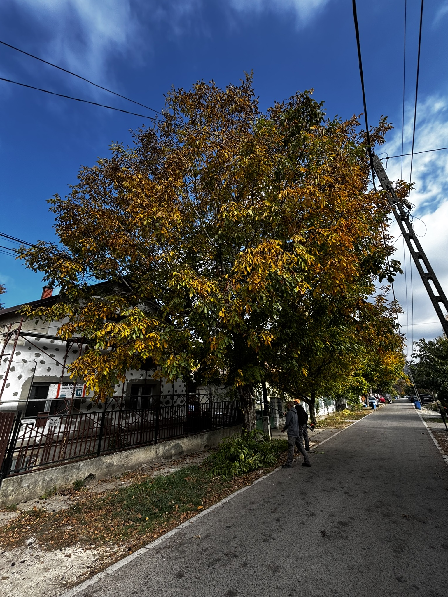nyárfa kivágása Biatorbágy pecató mellett